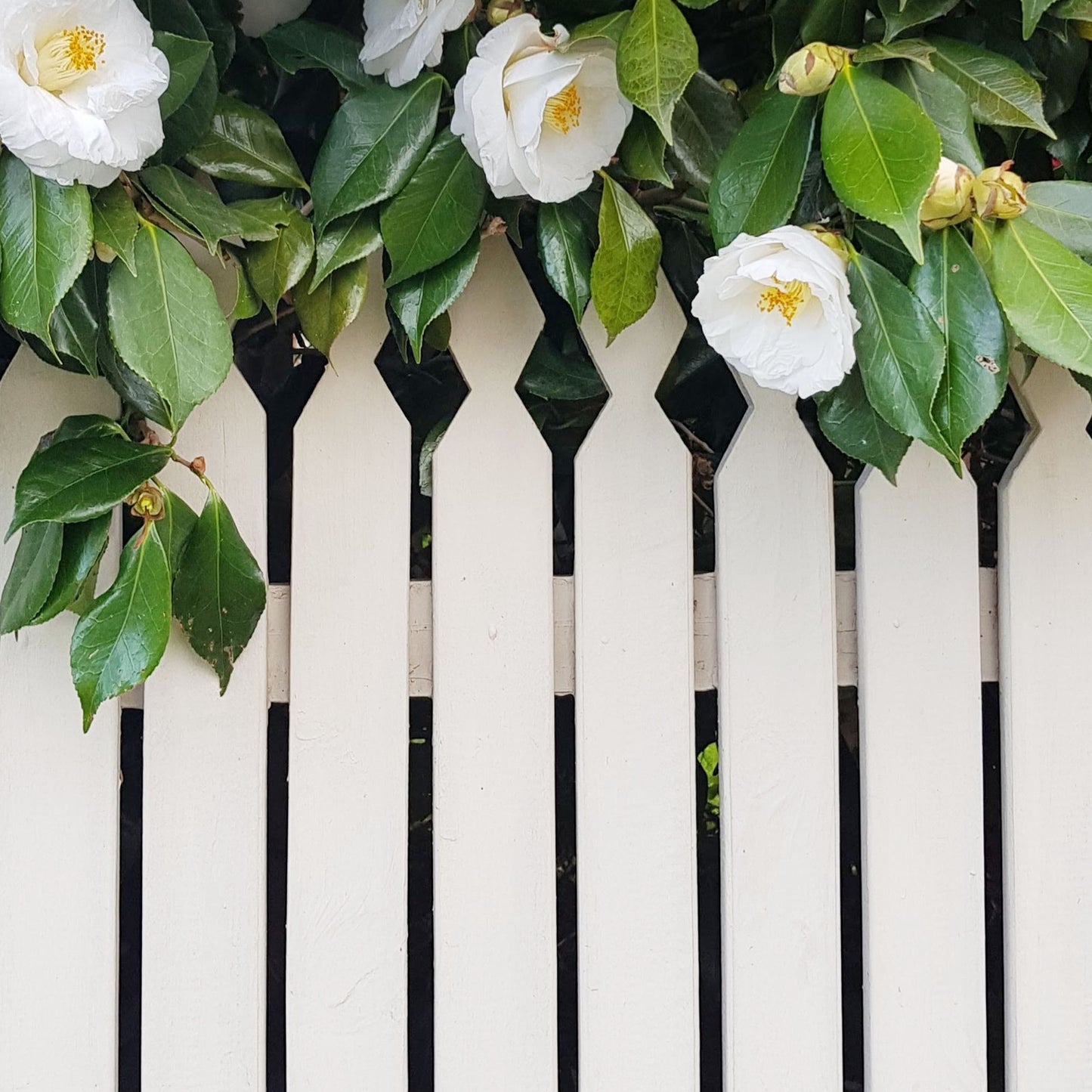 king of paints leading fence paints white